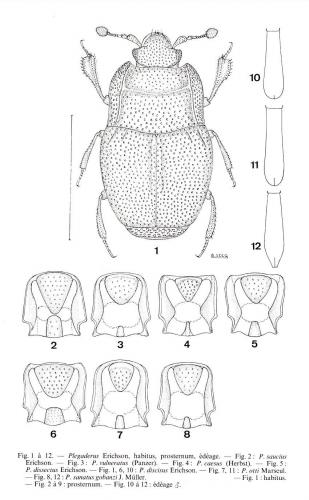 Plegaderus divers